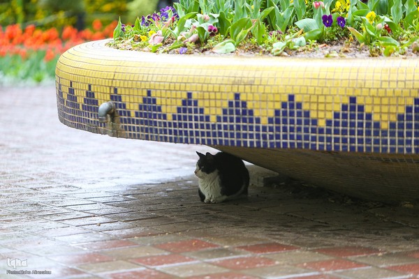 ترنم باران بهاری بر چهره شهر