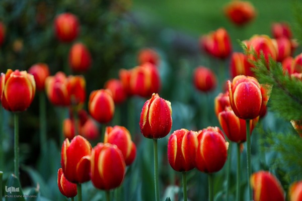 ترنم باران بهاری بر چهره شهر