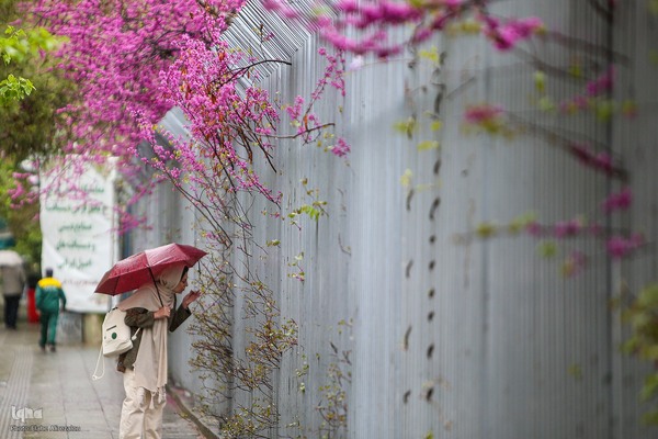 ترنم باران بهاری بر چهره شهر