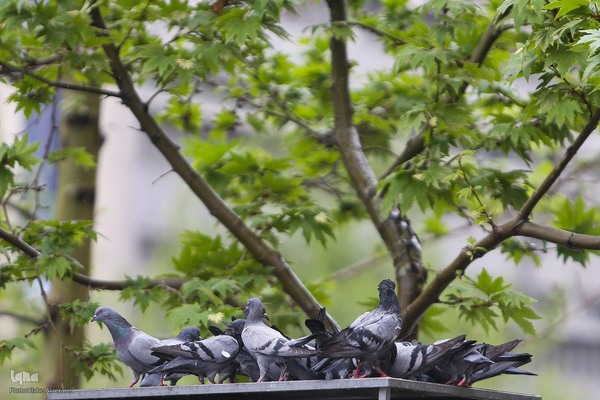 ترنم باران بهاری بر چهره شهر