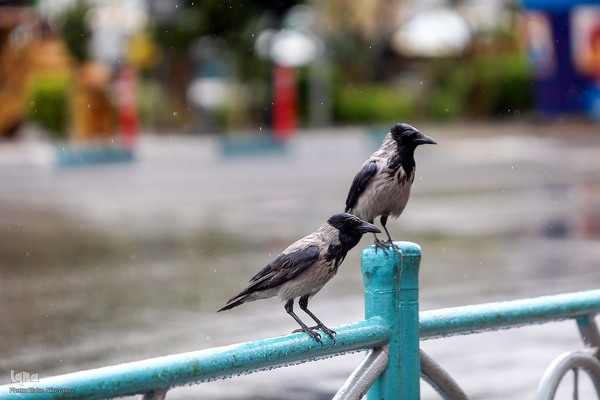 ترنم باران بهاری بر چهره شهر