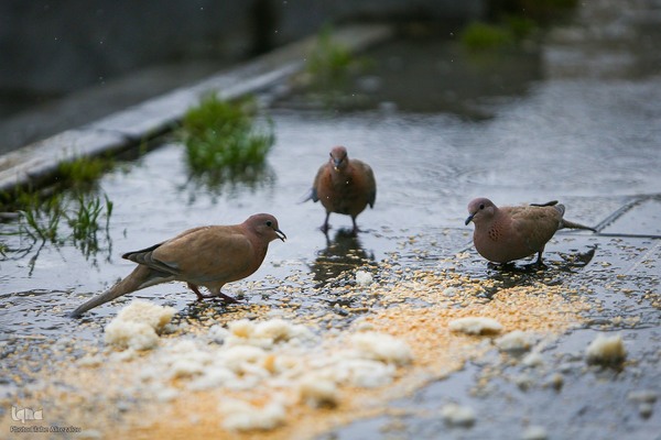 ترنم باران بهاری بر چهره شهر