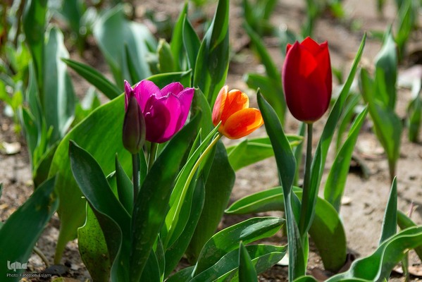 یازدهمین جشنواره لاله‌های کرج‎