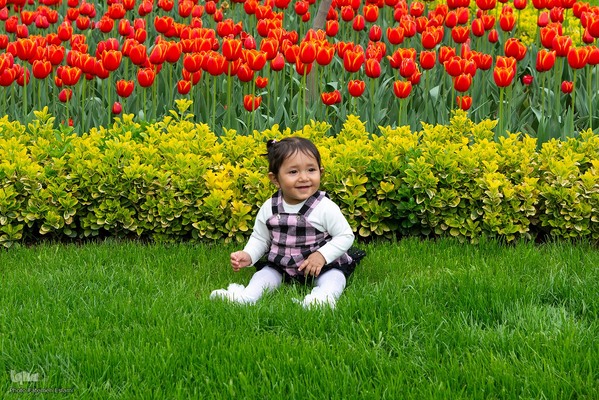 یازدهمین جشنواره لاله‌های کرج‎