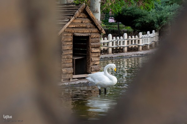 یازدهمین جشنواره لاله‌های کرج‎