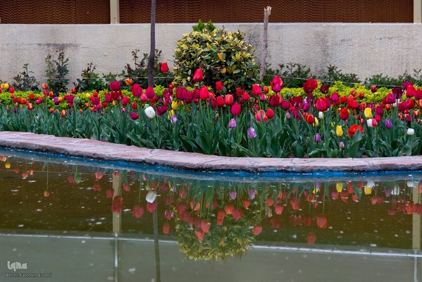 یازدهمین جشنواره لاله‌های کرج‎