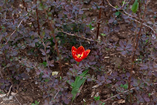 یازدهمین جشنواره لاله‌های کرج‎