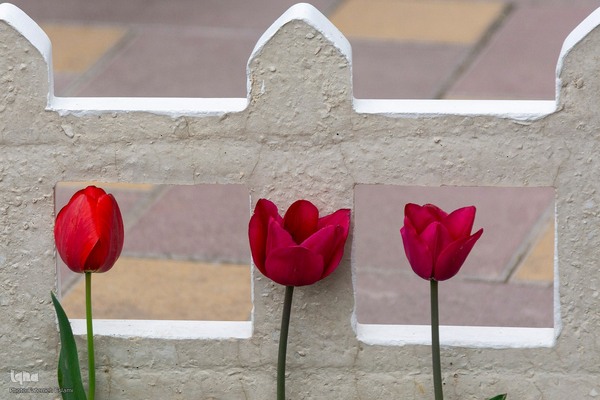 یازدهمین جشنواره لاله‌های کرج‎