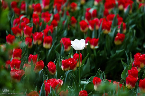 رقص لاله‌ها در باران