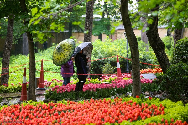 رقص لاله‌ها در باران