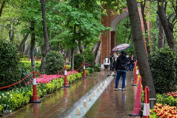 رقص لاله‌ها در باران