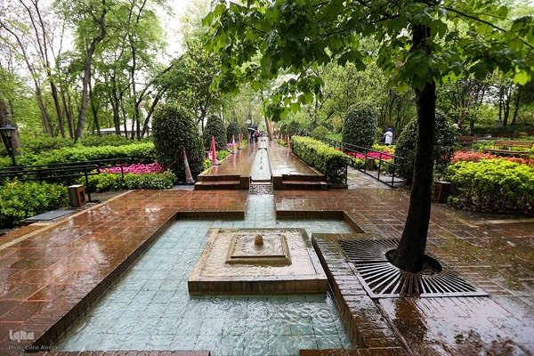 رقص لاله‌ها در باران