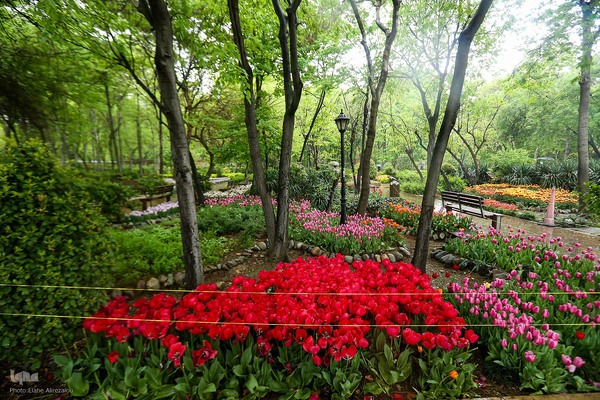 رقص لاله‌ها در باران