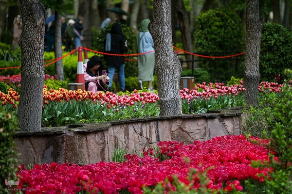 رقص لاله‌ها در باران