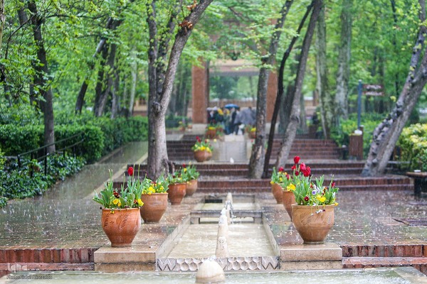 رقص لاله‌ها در باران