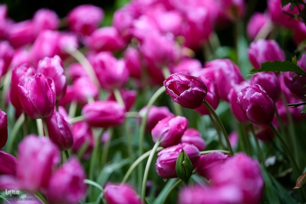 رقص لاله‌ها در باران