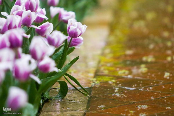 رقص لاله‌ها در باران