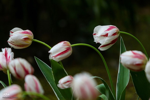 رقص لاله‌ها در باران