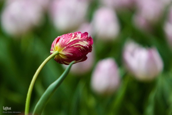 رقص لاله‌ها در باران