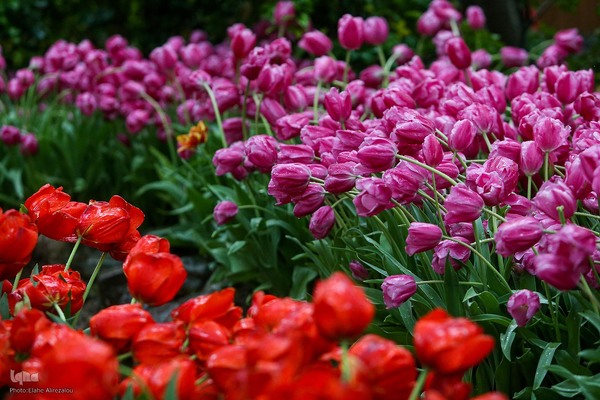 رقص لاله‌ها در باران