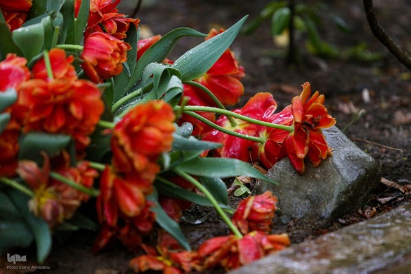 رقص لاله‌ها در باران