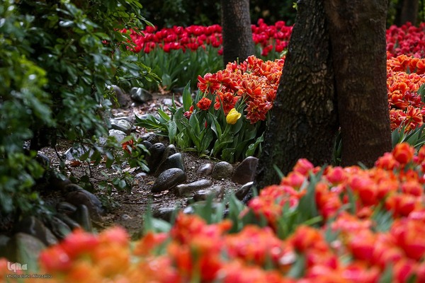رقص لاله‌ها در باران