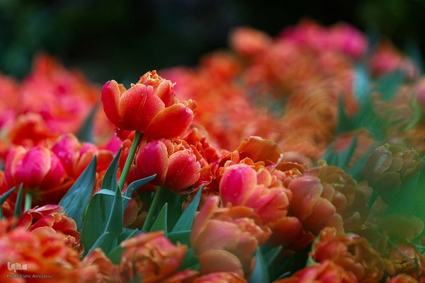 رقص لاله‌ها در باران