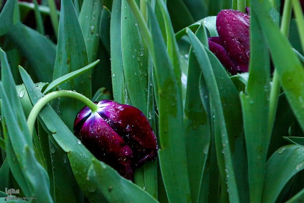 رقص لاله‌ها در باران