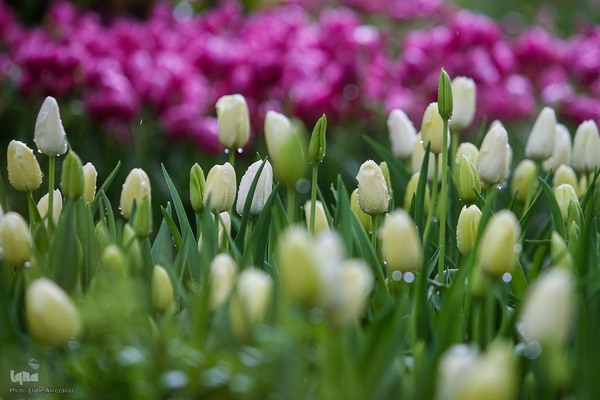 رقص لاله‌ها در باران