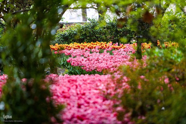 رقص لاله‌ها در باران