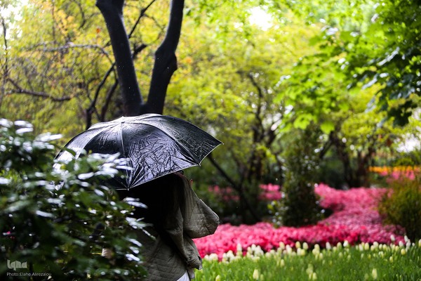 رقص لاله‌ها در باران