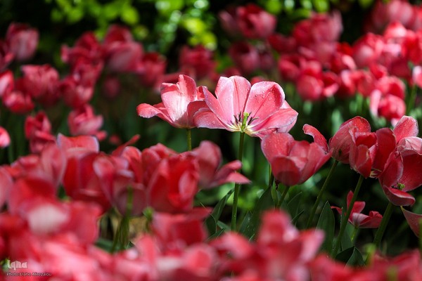 رقص لاله‌ها در باران