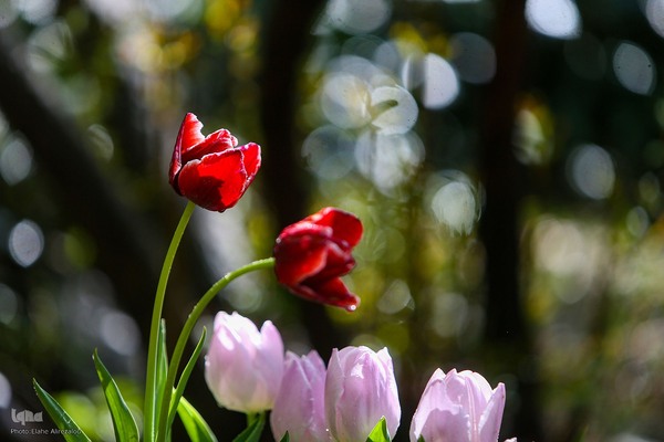 رقص لاله‌ها در باران