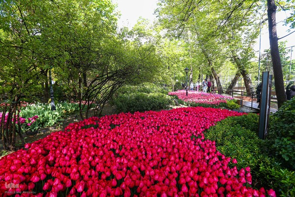 رقص لاله‌ها در باران