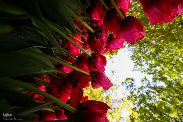 رقص لاله‌ها در باران