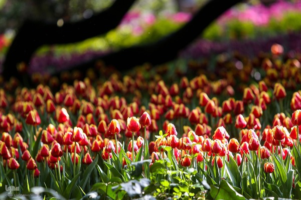 رقص لاله‌ها در باران