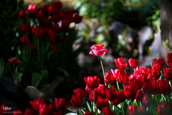 رقص لاله‌ها در باران