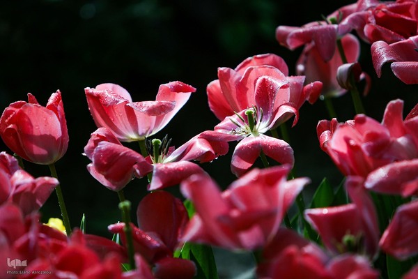 رقص لاله‌ها در باران