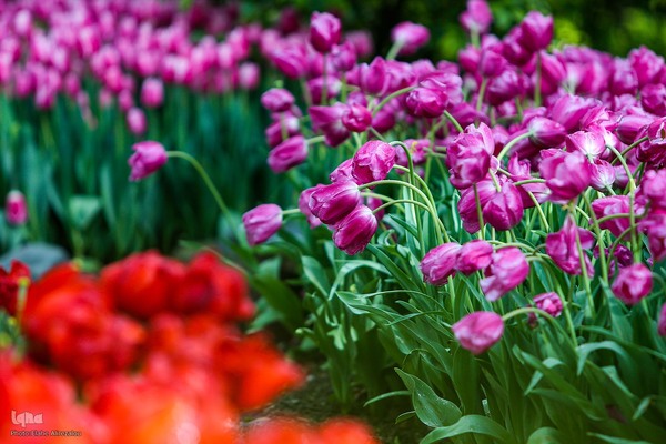 رقص لاله‌ها در باران