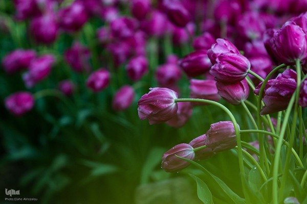 رقص لاله‌ها در باران