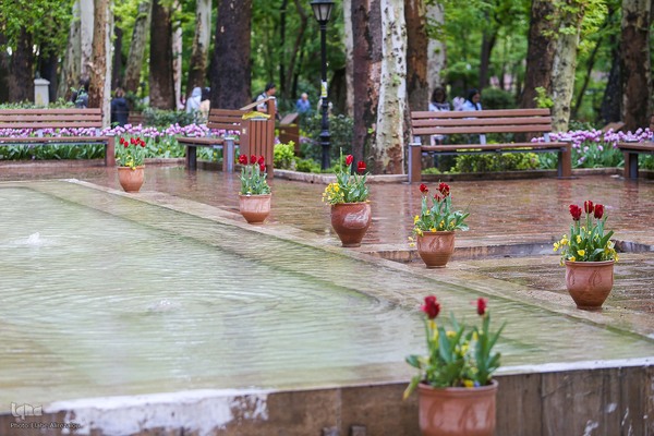 رقص لاله‌ها در باران