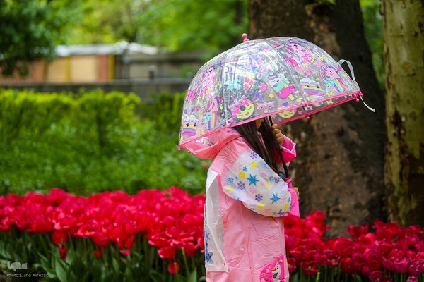 رقص لاله‌ها در باران