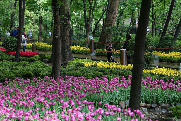 رقص لاله‌ها در باران