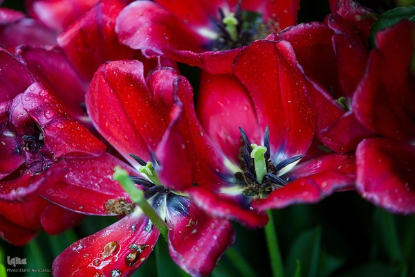 رقص لاله‌ها در باران