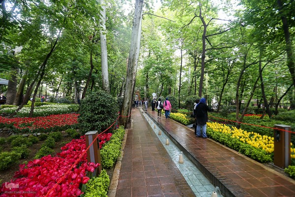 رقص لاله‌ها در باران