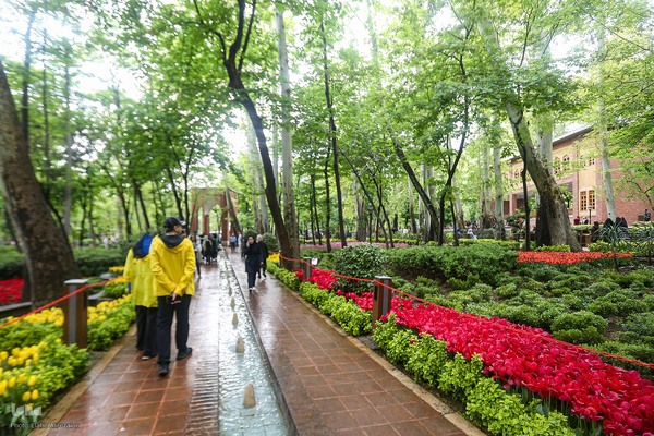 رقص لاله‌ها در باران