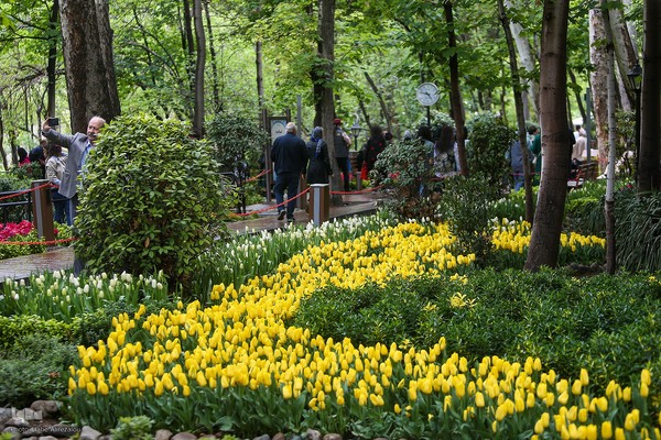 رقص لاله‌ها در باران