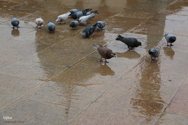 ششم ذی‌القعده، بزرگداشت حضرت شاهچراغ(ع)‎‎