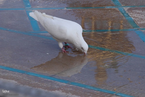 ششم ذی‌القعده، بزرگداشت حضرت شاهچراغ(ع)‎‎