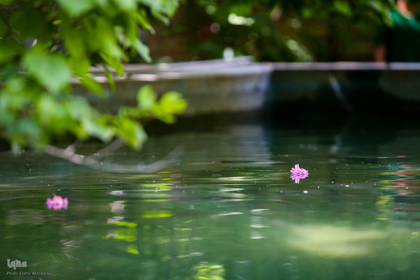 آیین کهن گلاب گیری در نیاسر